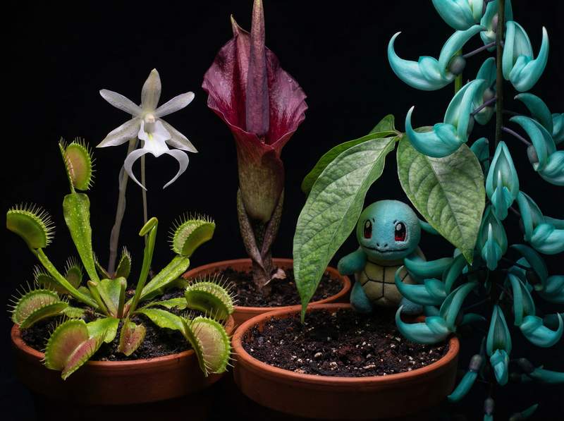 麻豆植物视频-麻豆植物视频：全球稀有植物视频大赏